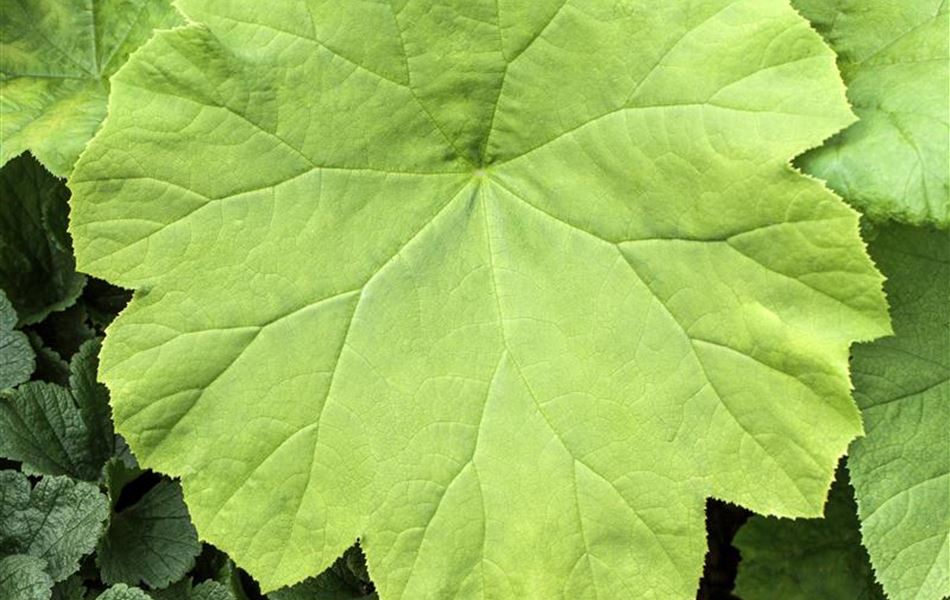 Astilboides tabularis Astilboides tabularis