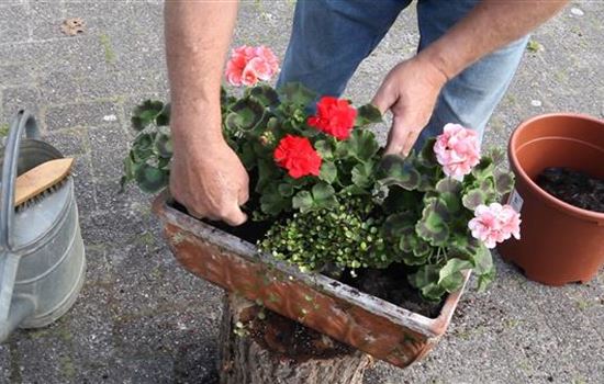Dauerhafte Bepflanzung für den Balkonkasten Dauerhafte Bepflanzung für den Balkonkasten