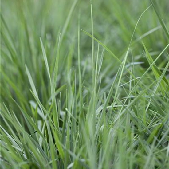 Briza media Briza media