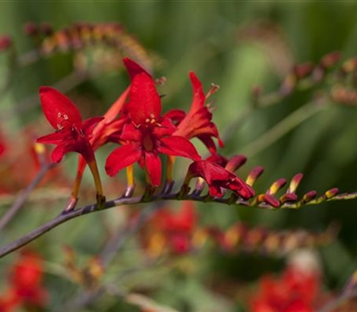 Crocosmia 'Emberglow'