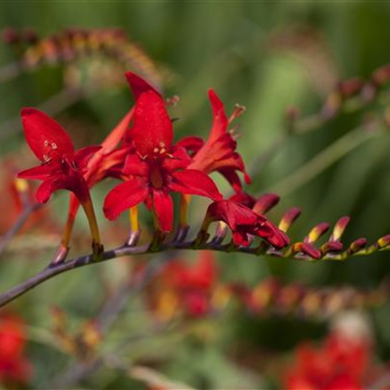 Crocosmia 'Emberglow'