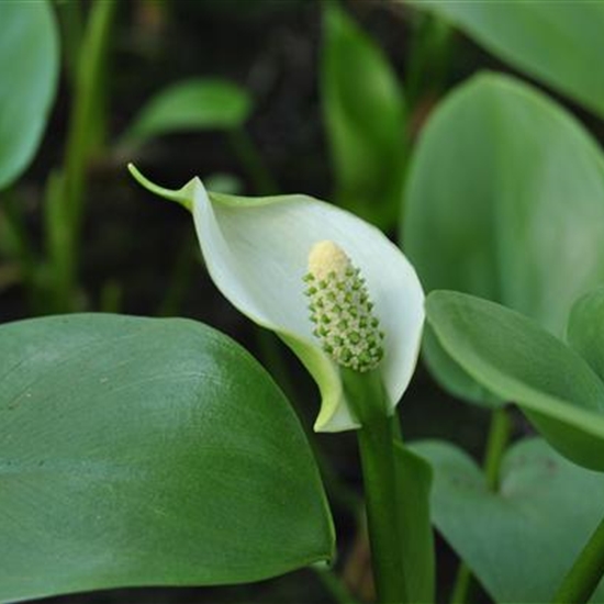 Calla palustris Calla palustris