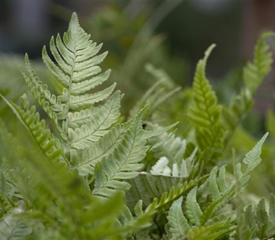 Dryopteris erythrosora 'Prolific'