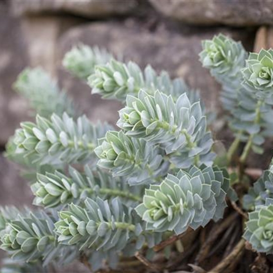 Euphorbia myrsinites Euphorbia myrsinites