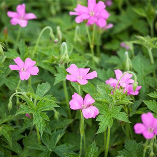 Geranium endressii 'Wargrave Pink' Geranium endressii 'Wargrave Pink'
