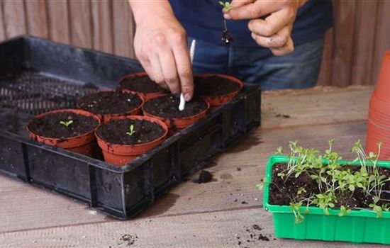 Zwergastern - Pikieren Zwergastern - Pikieren