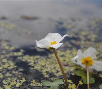 Hydrocharis morsus-ranae