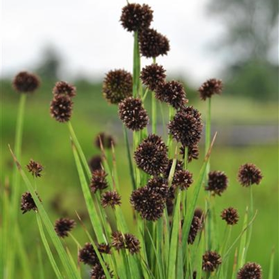 Juncus ensifolius Juncus ensifolius