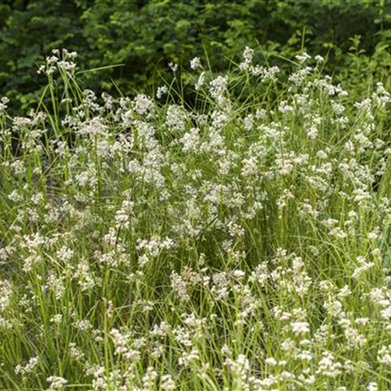 Luzula nivea Luzula nivea