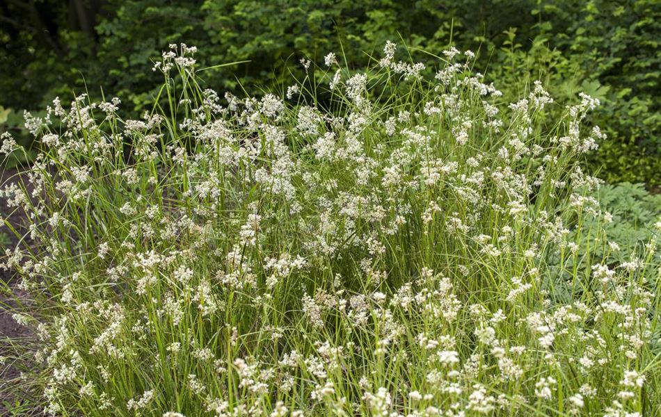 Luzula nivea Luzula nivea