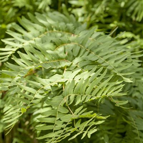 Osmunda regalis Osmunda regalis