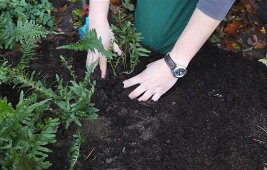 Farn - Teilen und Vermehren Farn - Teilen und Vermehren