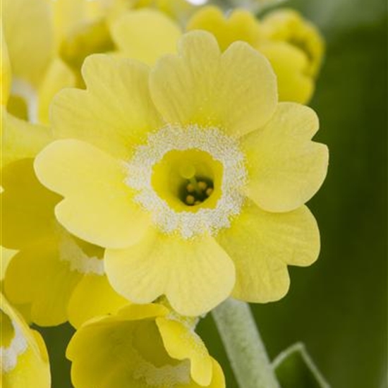 Primula auricula Primula auricula