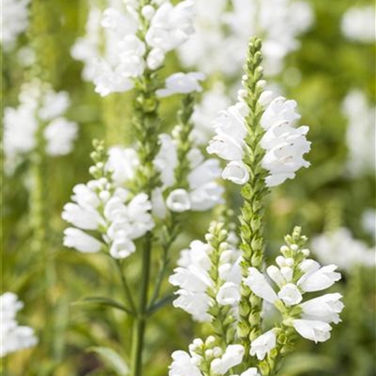 Physostegia virginiana 'Summer Snow' Physostegia virginiana 'Summer Snow'