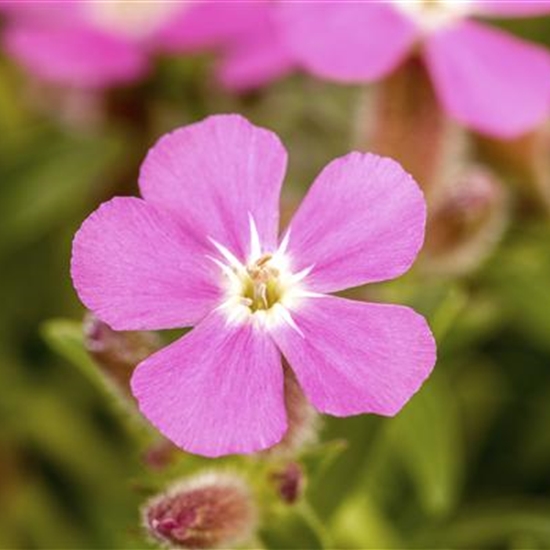 Saponaria 'Bressingham' Saponaria 'Bressingham'