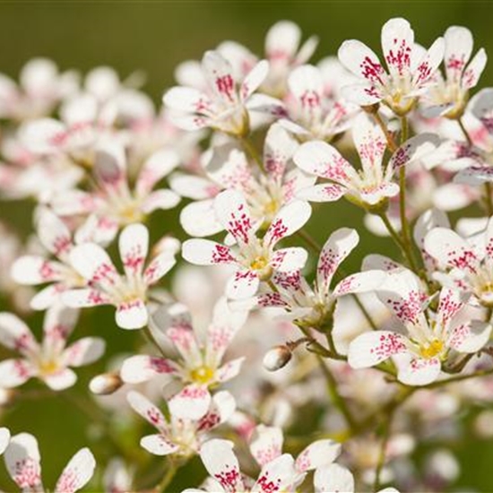 Saxifraga cotyledon 'Southside Seedling' Saxifraga cotyledon 'Southside Seedling'