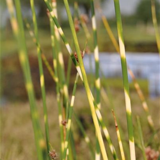 Schoenoplectus tabernaemontani 'Zebrinus' Schoenoplectus tabernaemontani 'Zebrinus'