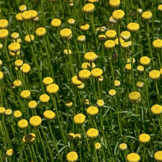 Santolina rosmarinifolia Santolina rosmarinifolia