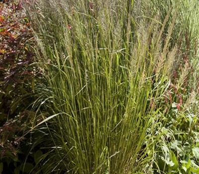 Calamagrostis brachytricha