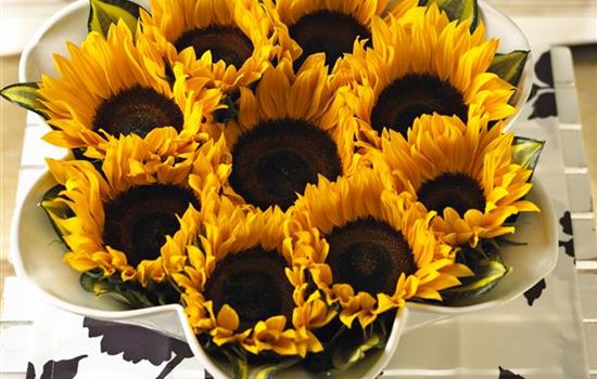 Die Top 8 der Herbstblumen Die Top 8 der Herbstblumen