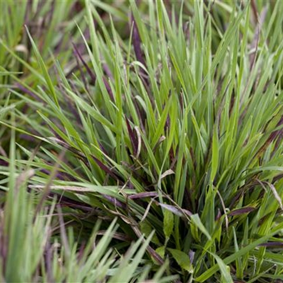 Luzula pilosa 'Igel' Luzula pilosa 'Igel'