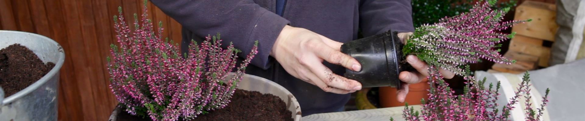 Knospenheide - Einpflanzen in ein Gefäß (thumbnail).jpg