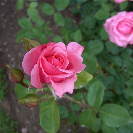 Rosa (Teehybride) 'Carina'