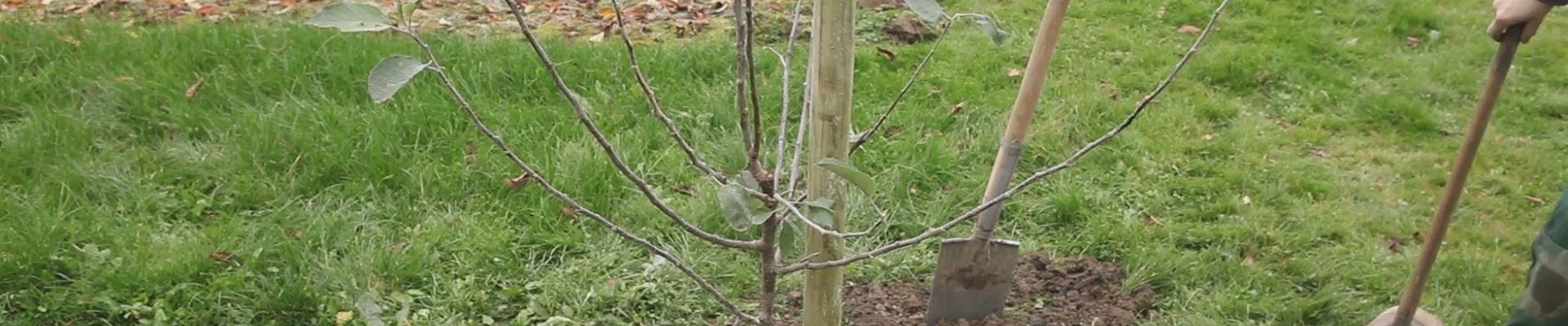 Apfelbaum - Einpflanzen im Garten (thumbnail).jpg