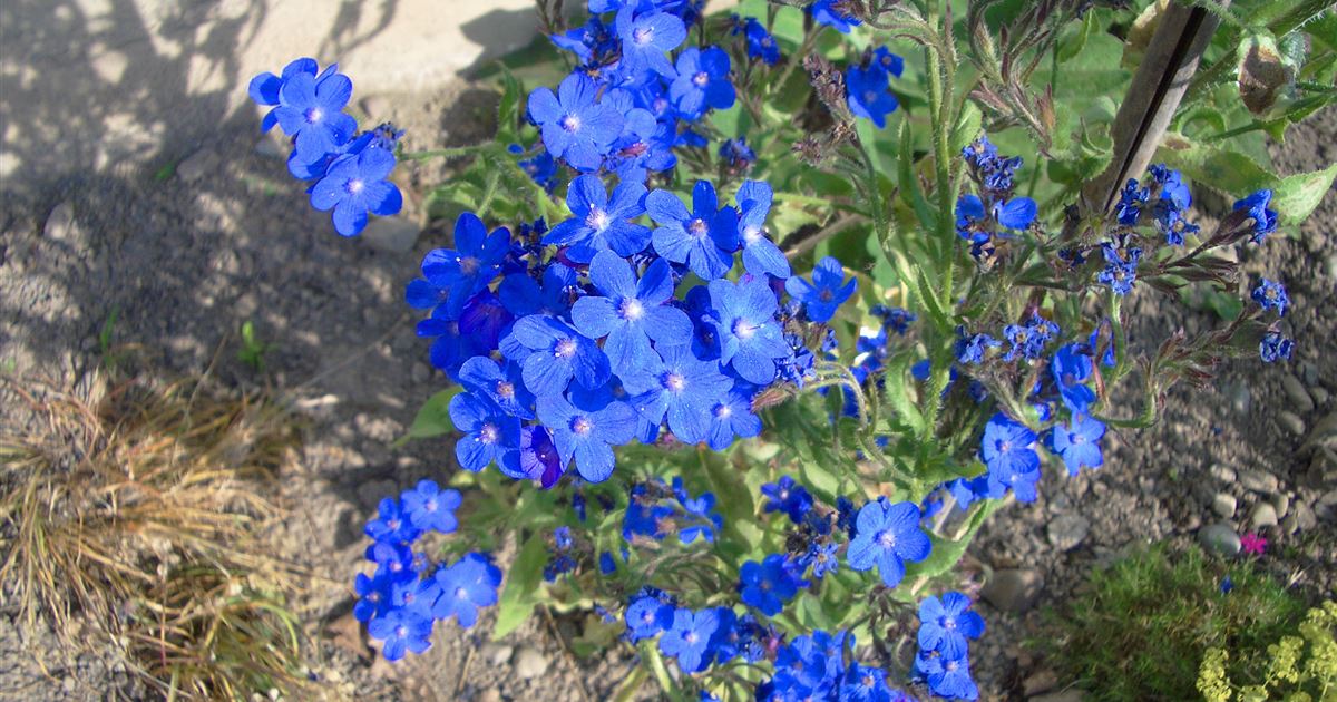 Raymann gartenbau worb
