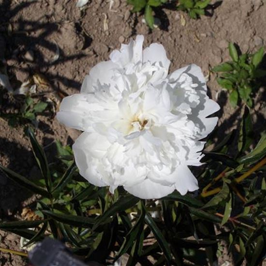 Paeonia (Lactiflora-Gruppe) 'Duchesse de Nemours'
