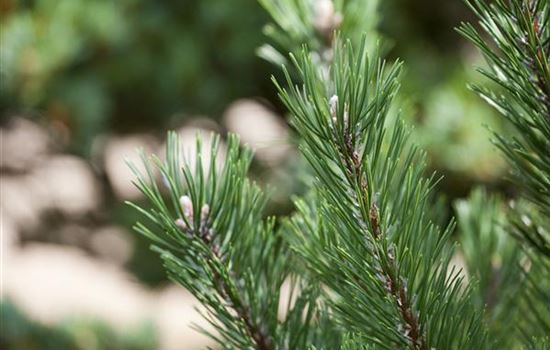 Pinus mugo 'March' Nr. 412