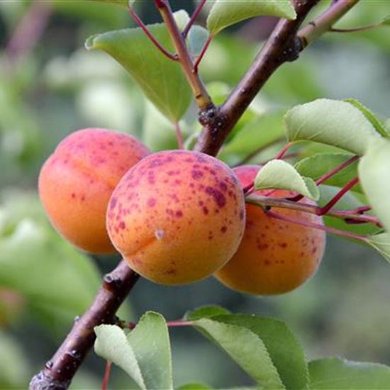 Prunus armeniaca 'Orangered'