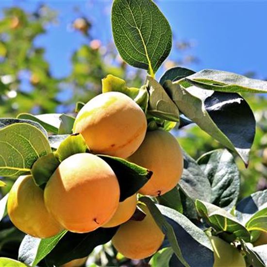 Prunus armeniaca 'Holub's Zuckeraprikose'
