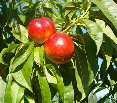 Prunus nucipersica 'Alice Col'