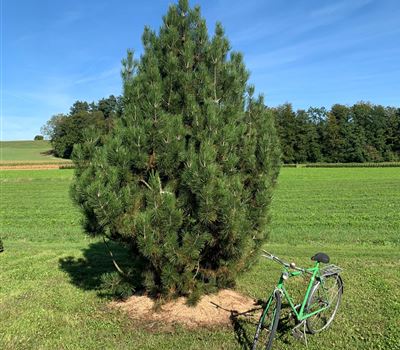 Pinus heldreichii Nr. 197