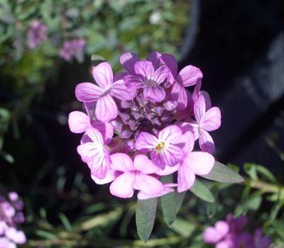 Aethionema armenum 'Warley Rose'