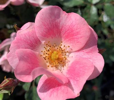 Rosa (Bodendeckerrose) 'Candy Rose'
