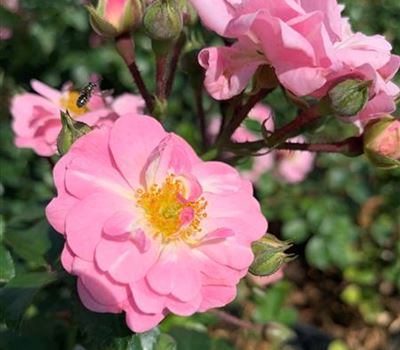 Rosa (Bodendeckerrose) 'Satina'