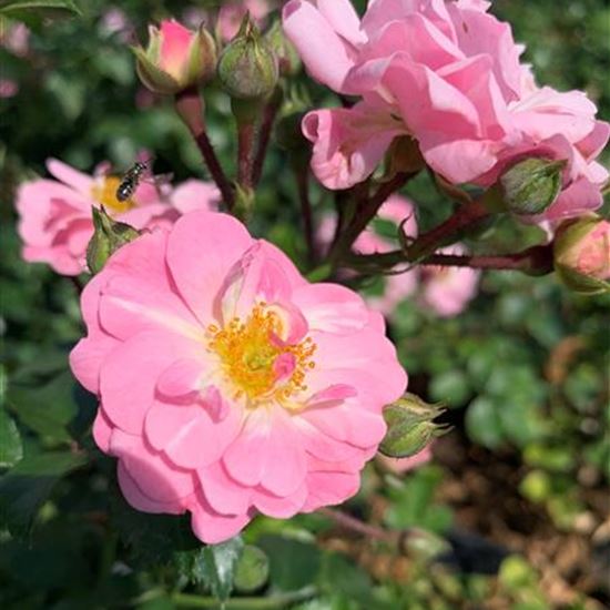 Rosa (Bodendeckerrose) 'Satina'