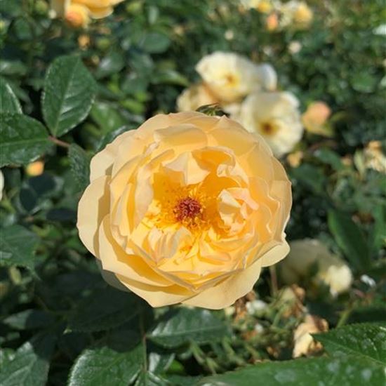 Rosa (Bodendeckerrose) 'Sonnenschirm'