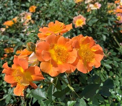 Rosa (Bodendeckerrose) 'Euphoria orange'