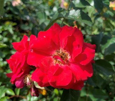 Rosa (Bodendeckerrose) 'Heidefeuer'