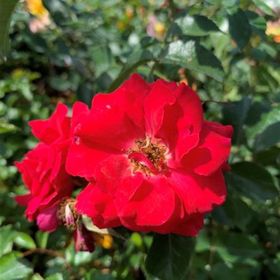 Rosa (Bodendeckerrose) 'Heidefeuer'