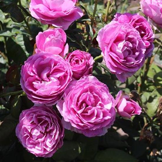 Rosa (Floribundarose) 'Carmen Würth'