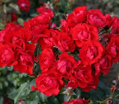 Rosa (Bodendeckerrose) 'Black Forest Rose'