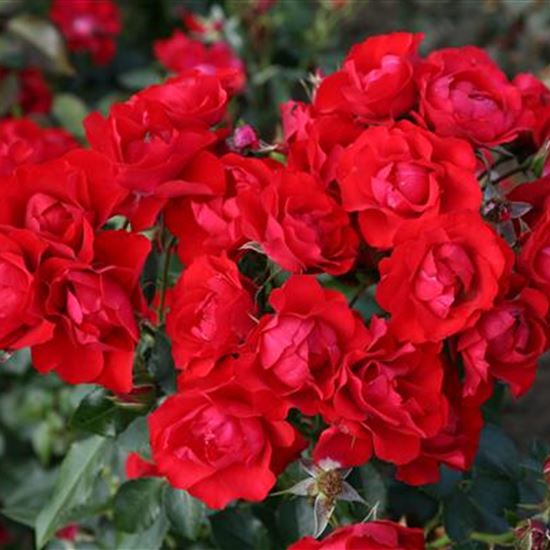 Rosa (Bodendeckerrose) 'Black Forest Rose'